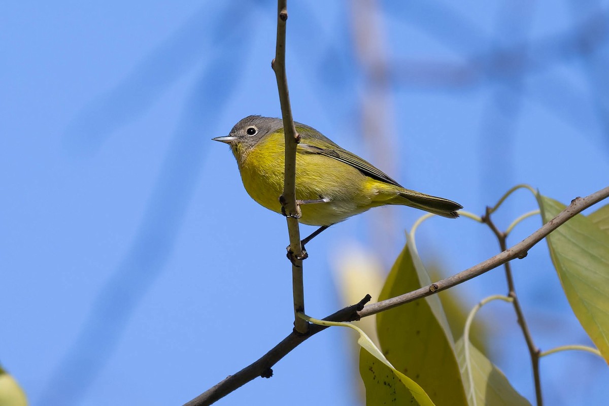 Nashville Warbler - ML646026305