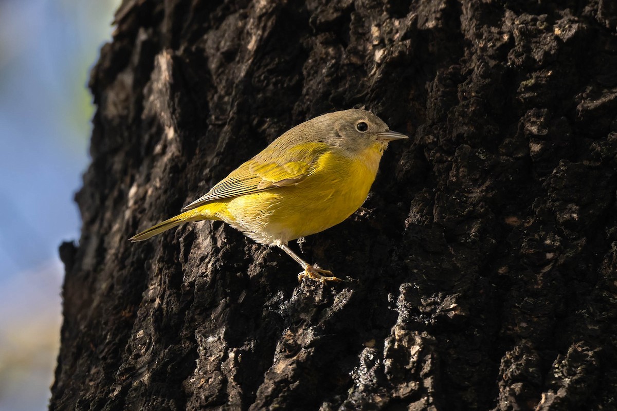 Nashville Warbler - ML646026306