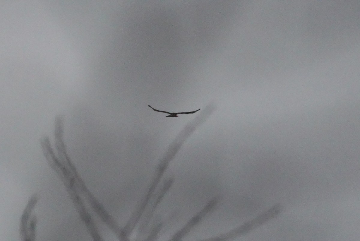 Rough-legged Hawk - ML646026309