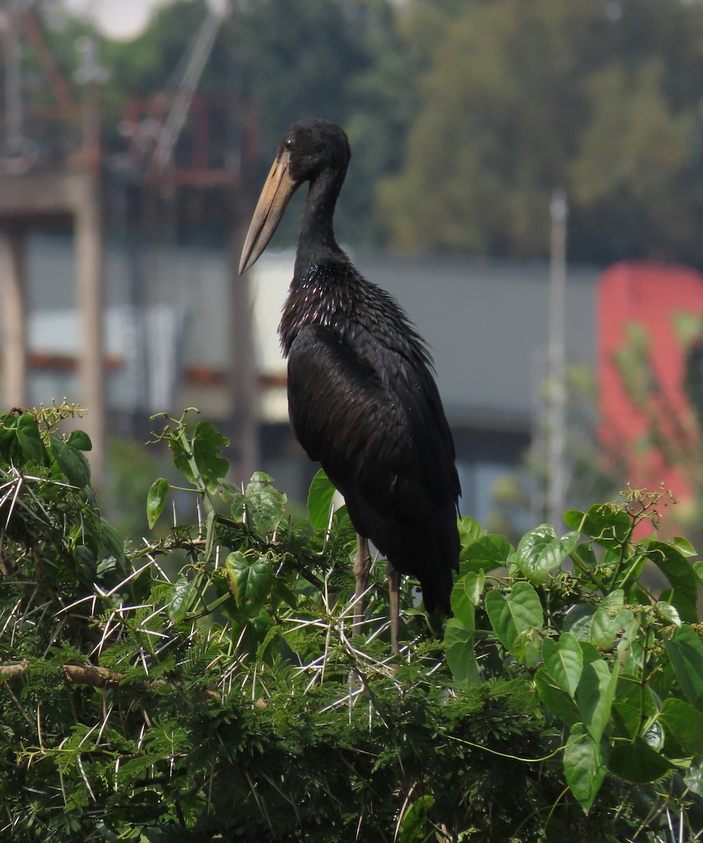 クロスキハシコウ - ML646026310