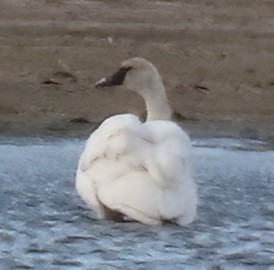 Trumpeter Swan - ML646026315