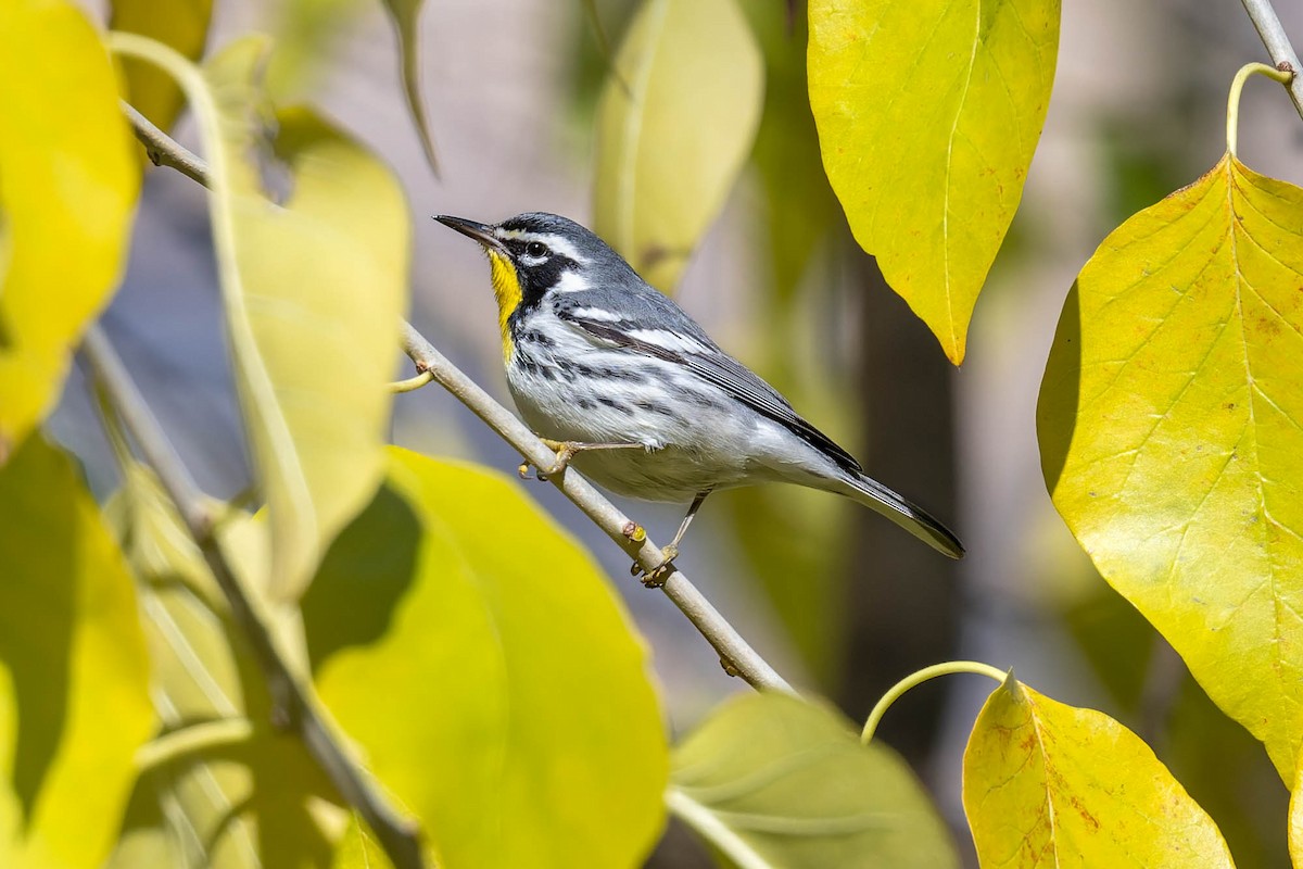 Goldkehl-Waldsänger - ML646026321