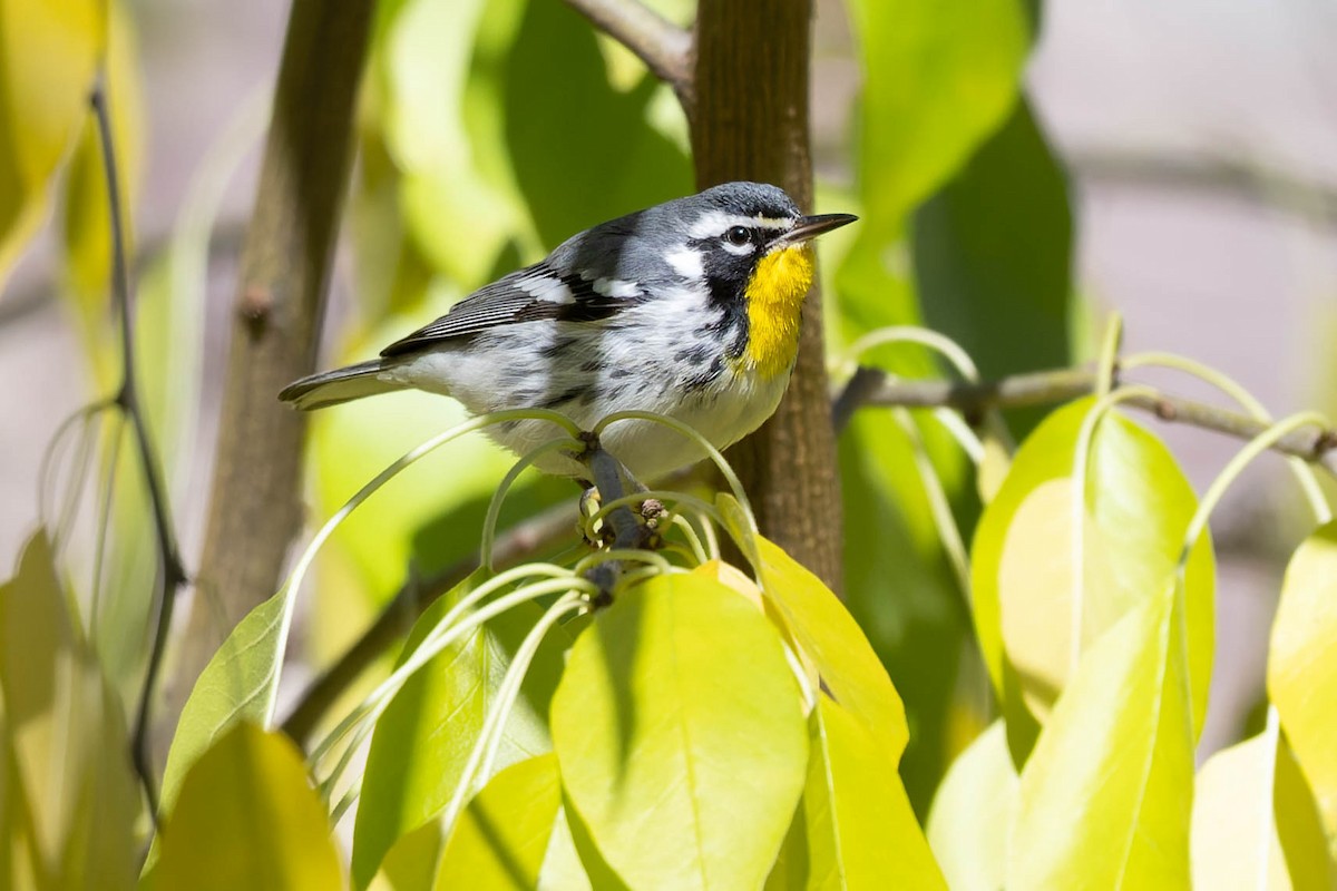 Goldkehl-Waldsänger - ML646026322