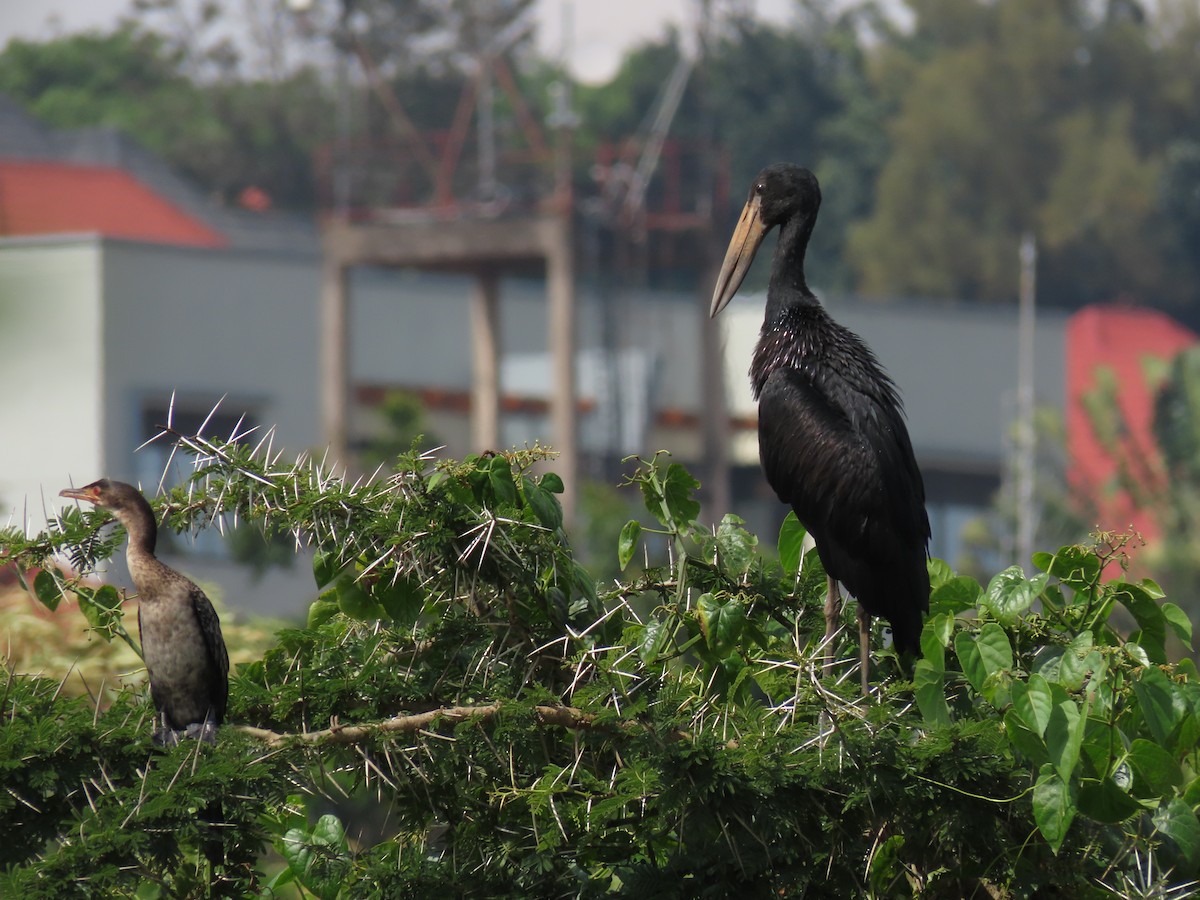 Riedscharbe - ML646026324