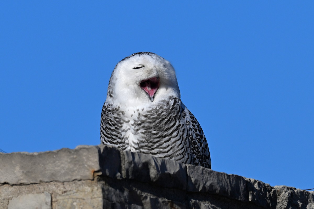 לילית שלג - ML646026325