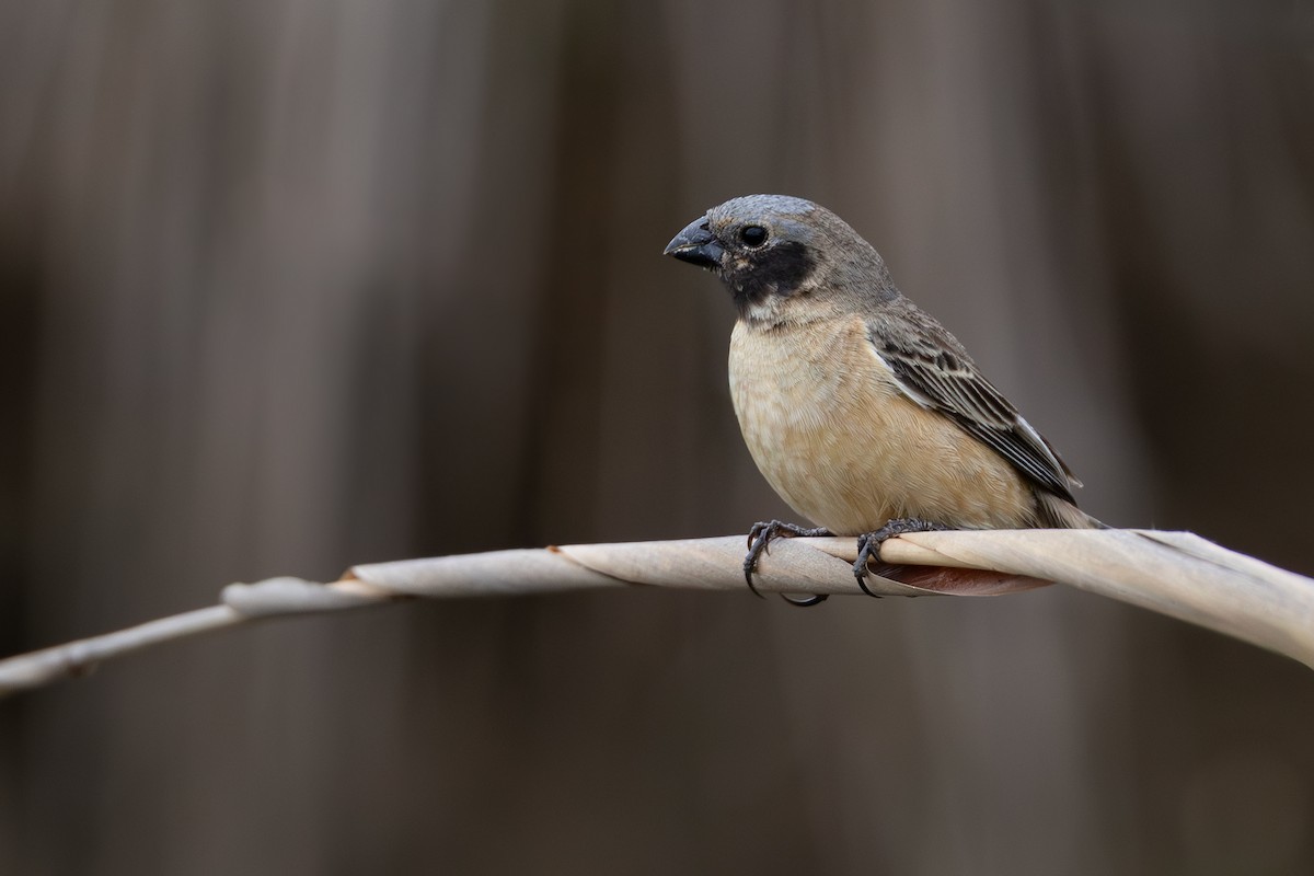Ibera Seedeater - ML646026327