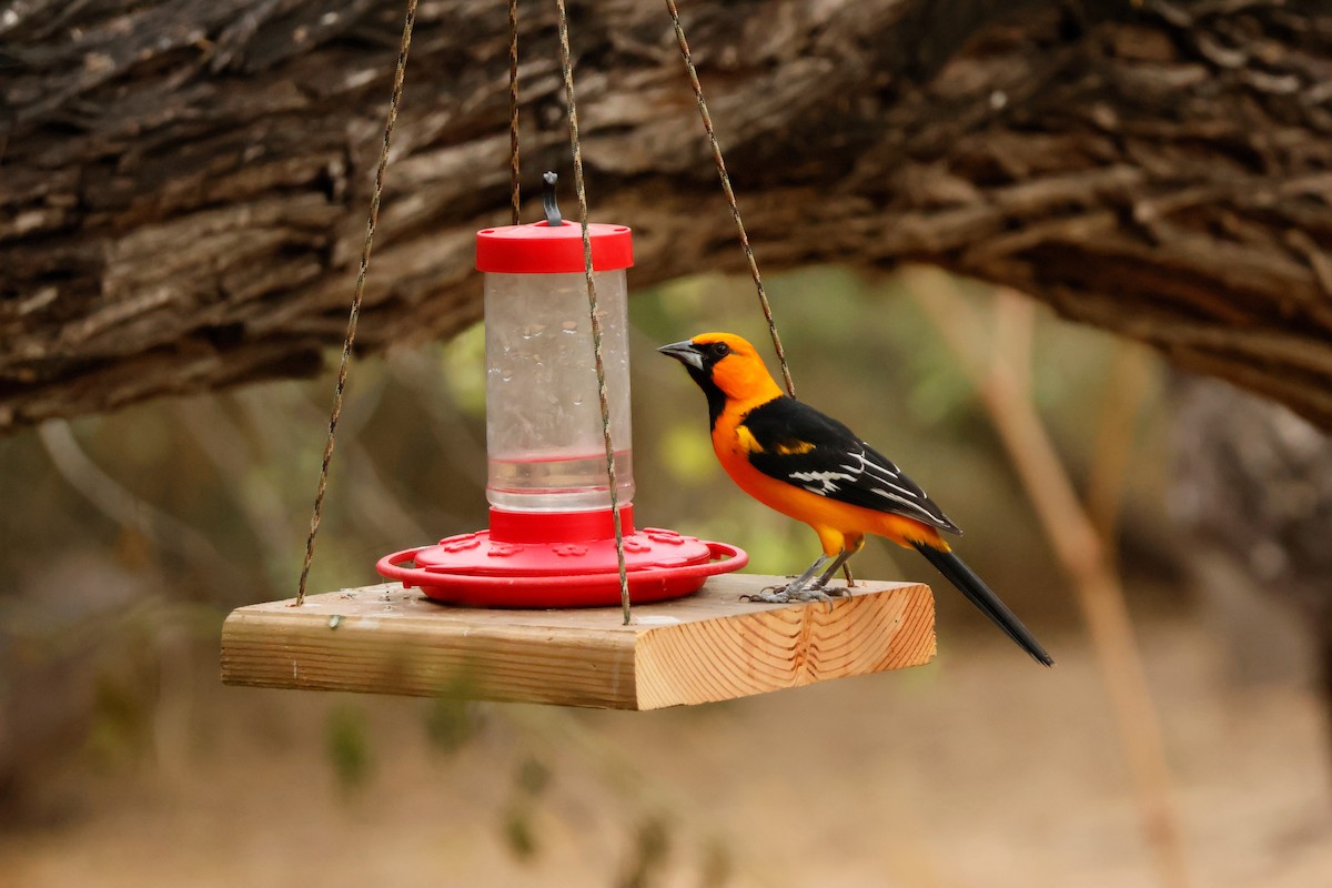 Altamira Oriole - ML646026328