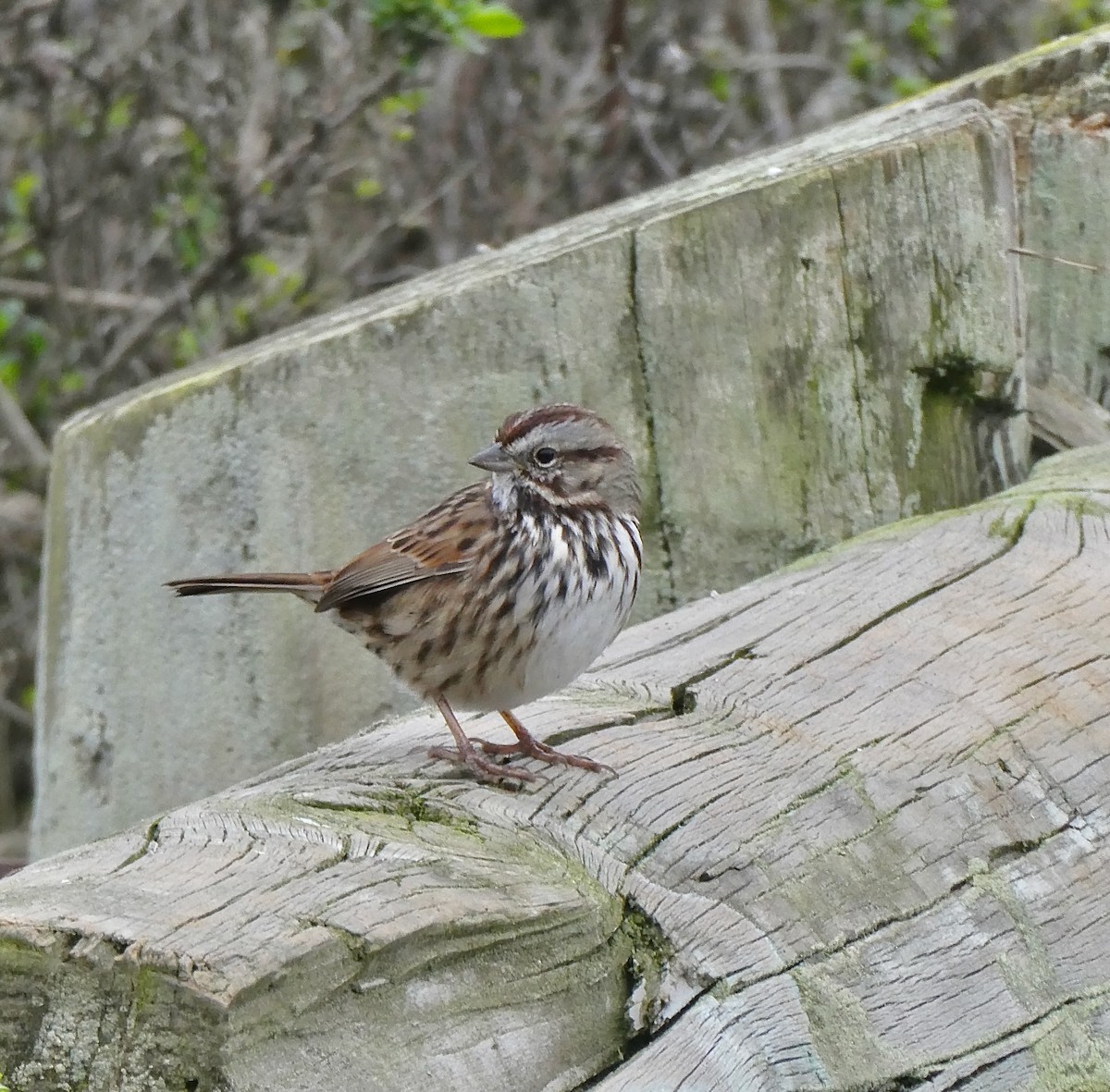 Song Sparrow - ML646026329
