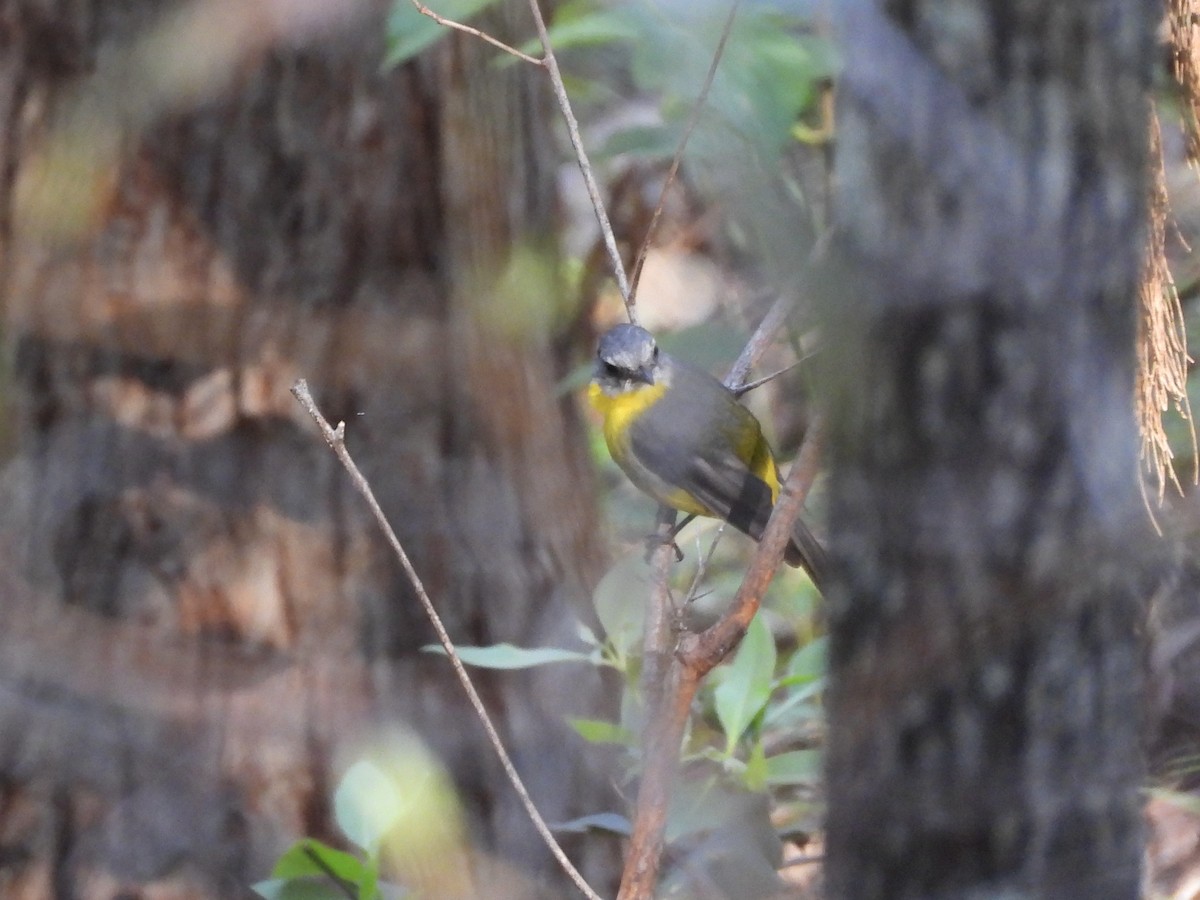 Doğulu Sarı Bülbül - ML646026333