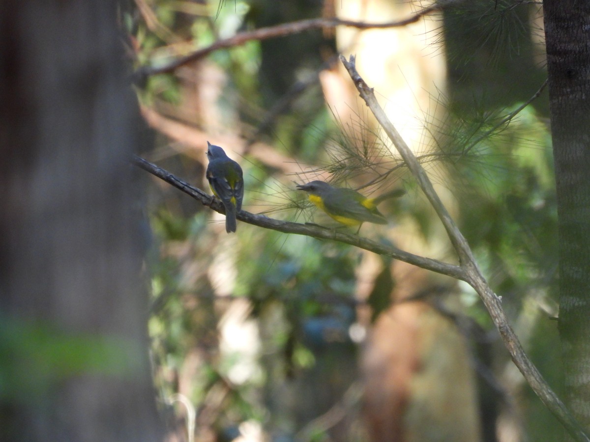 Doğulu Sarı Bülbül - ML646026334