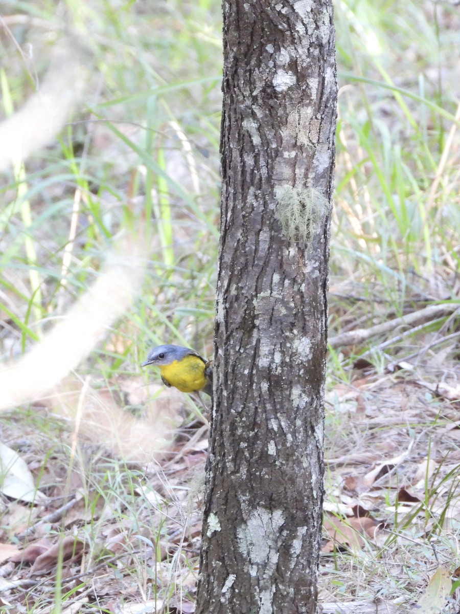 Doğulu Sarı Bülbül - ML646026335