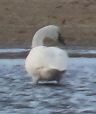 Trumpeter Swan - ML646026336