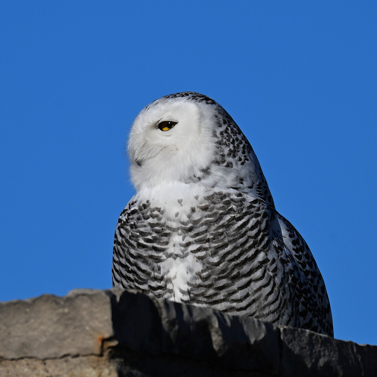 לילית שלג - ML646026337