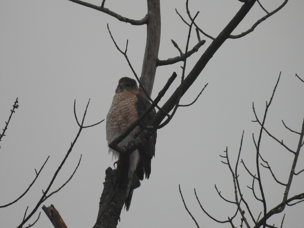 Cooper's Hawk - ML646026338