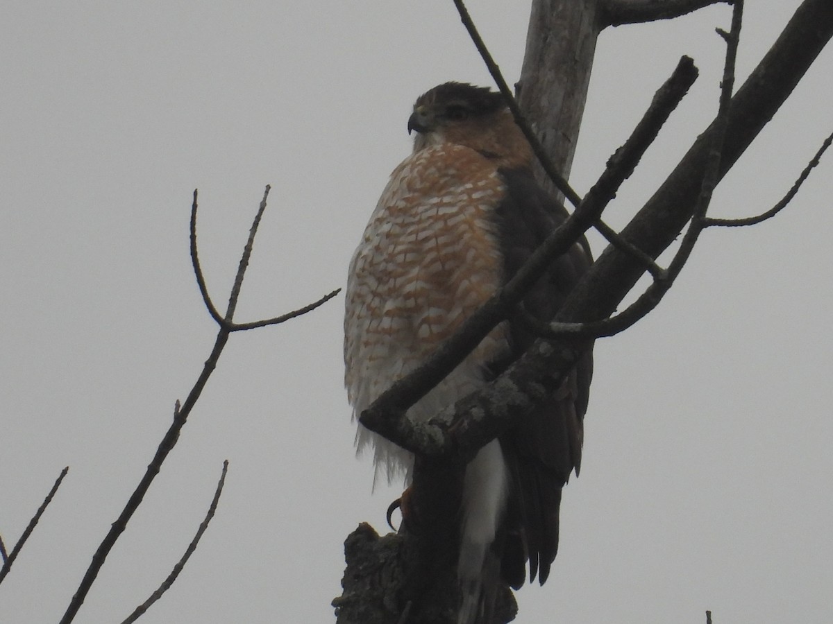 Cooper's Hawk - ML646026341