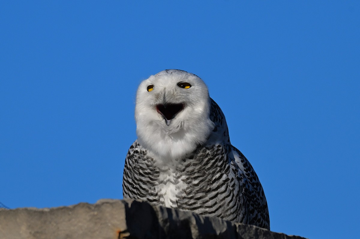 לילית שלג - ML646026342