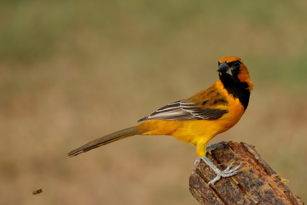 Altamira Oriole - ML646026348