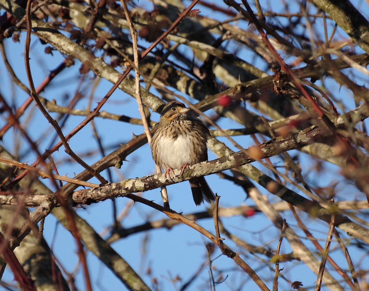 Lincoln's Sparrow - ML646026354