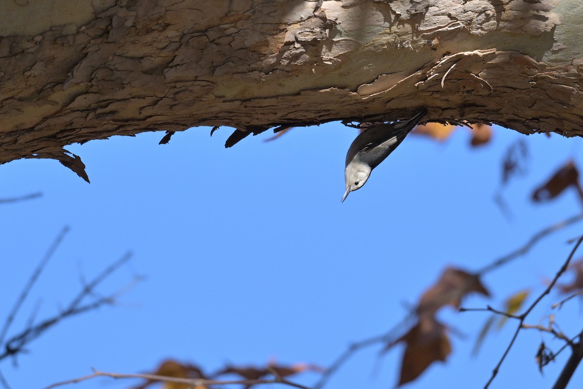 Sittelle à poitrine blanche - ML646026356