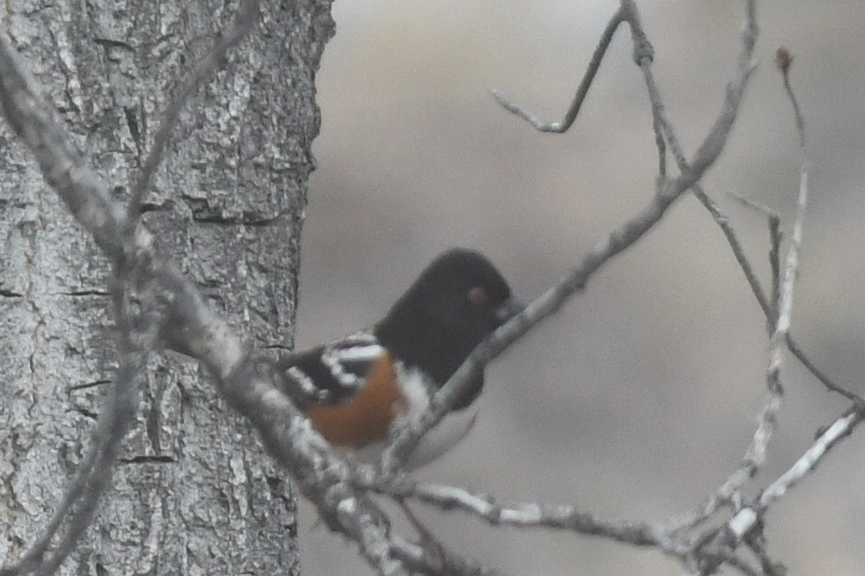 Spotted Towhee - ML646026357