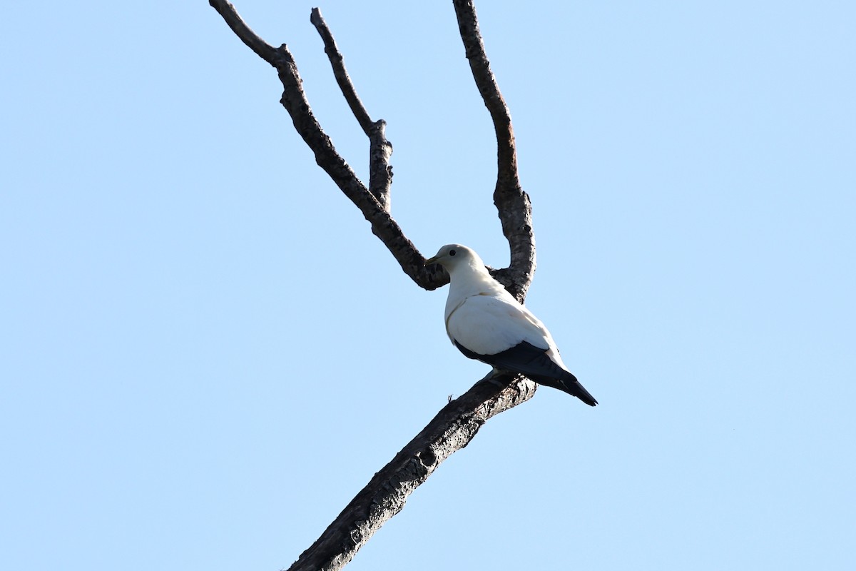 Torresian Imperial-Pigeon - ML646026359