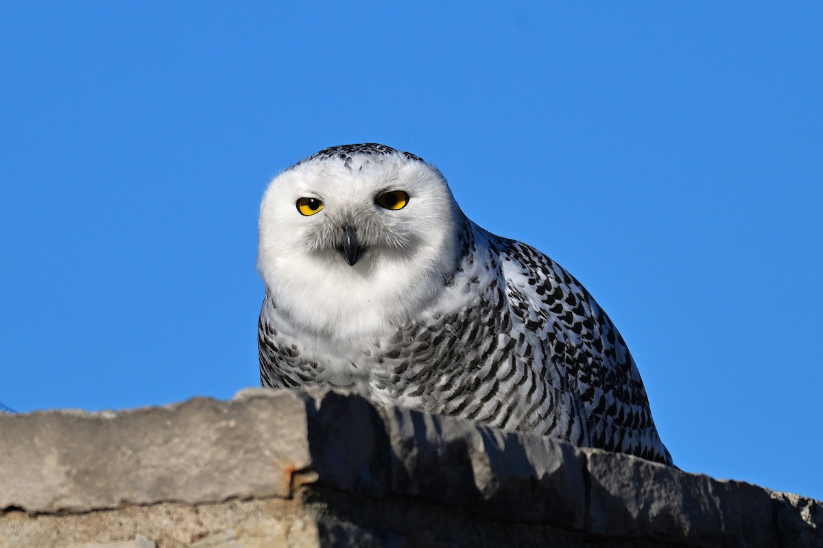 לילית שלג - ML646026360