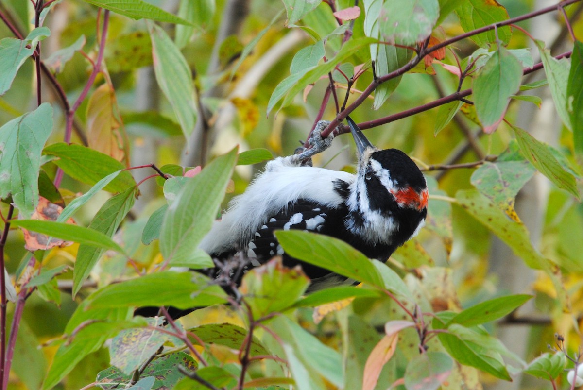 Hairy Woodpecker - ML646026363