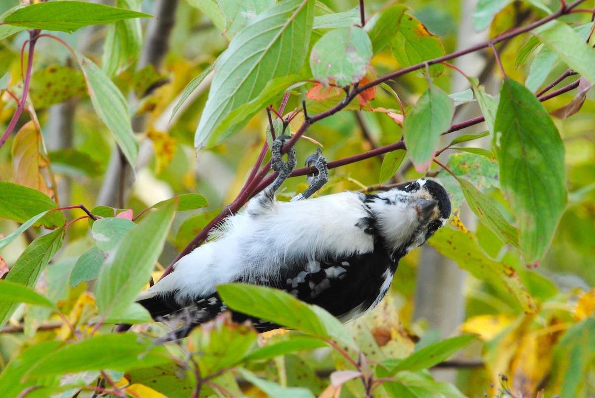 Hairy Woodpecker - ML646026364