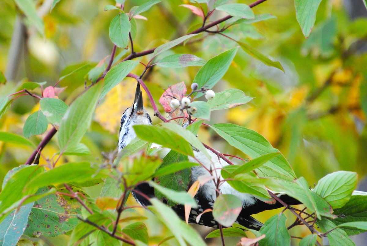 Hairy Woodpecker - ML646026365