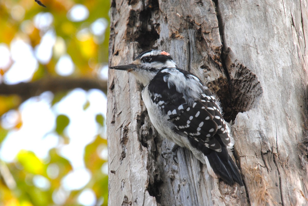 Hairy Woodpecker - ML646026366