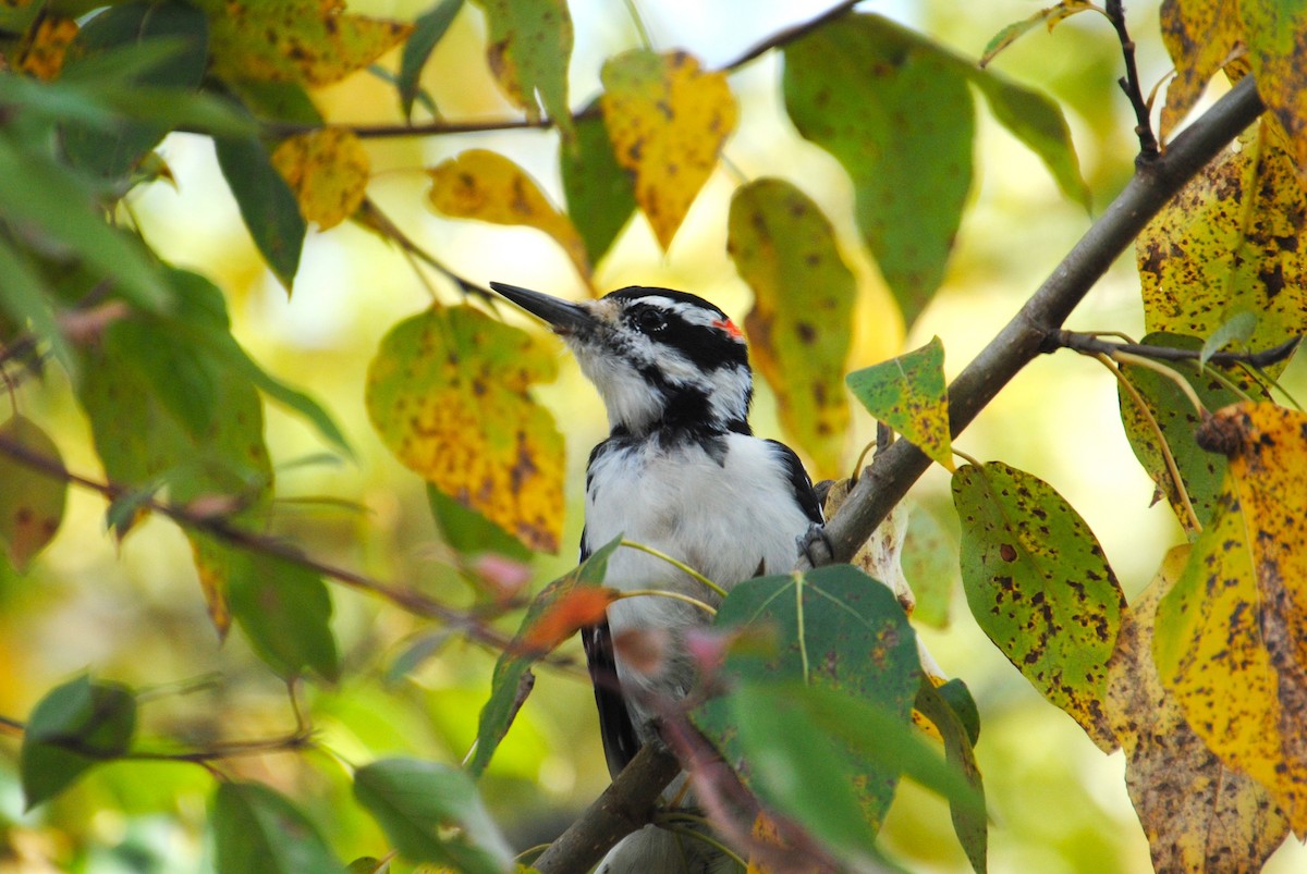 Hairy Woodpecker - ML646026367