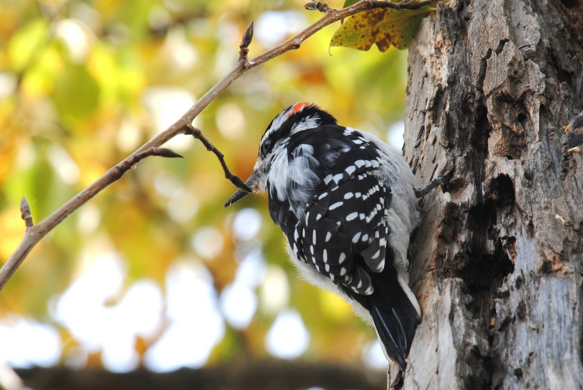 Hairy Woodpecker - ML646026368