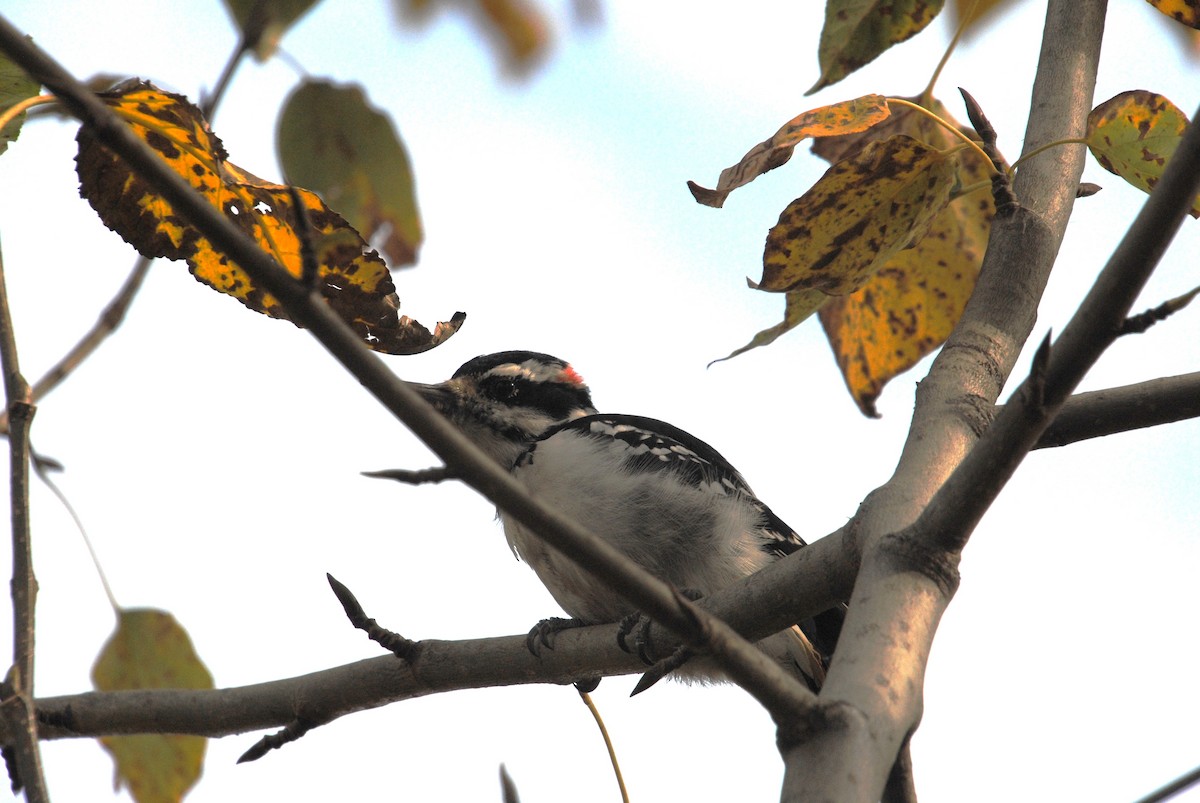 Hairy Woodpecker - ML646026369