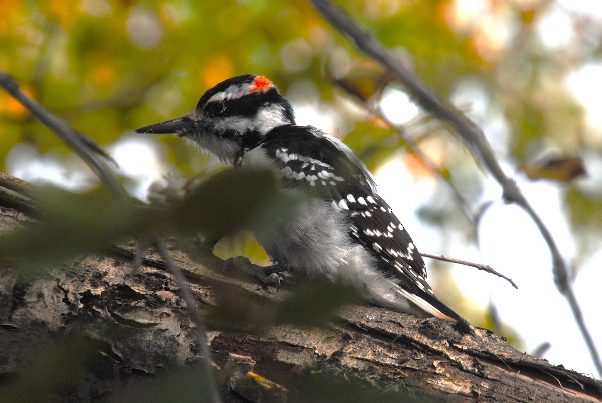 Hairy Woodpecker - ML646026370