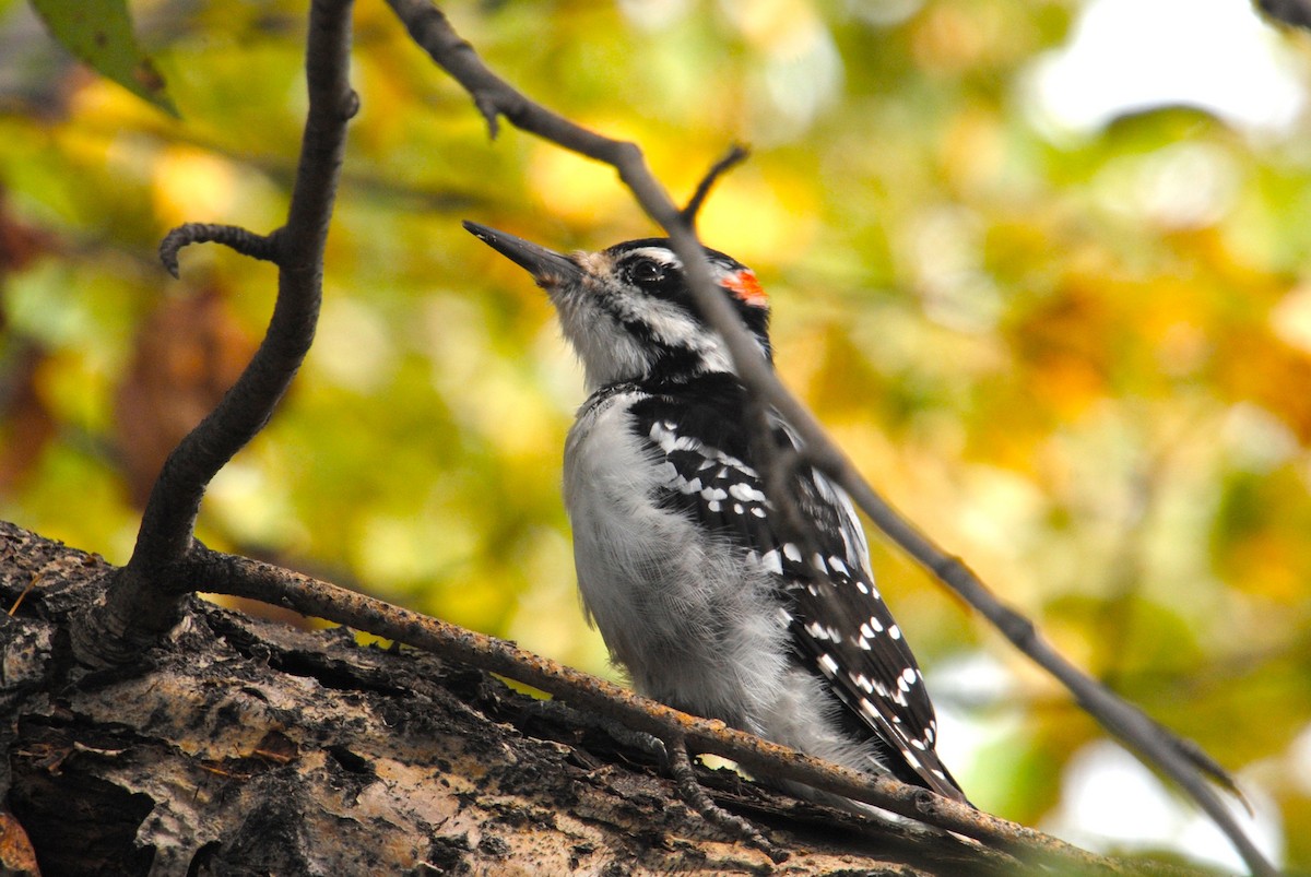 Hairy Woodpecker - ML646026371