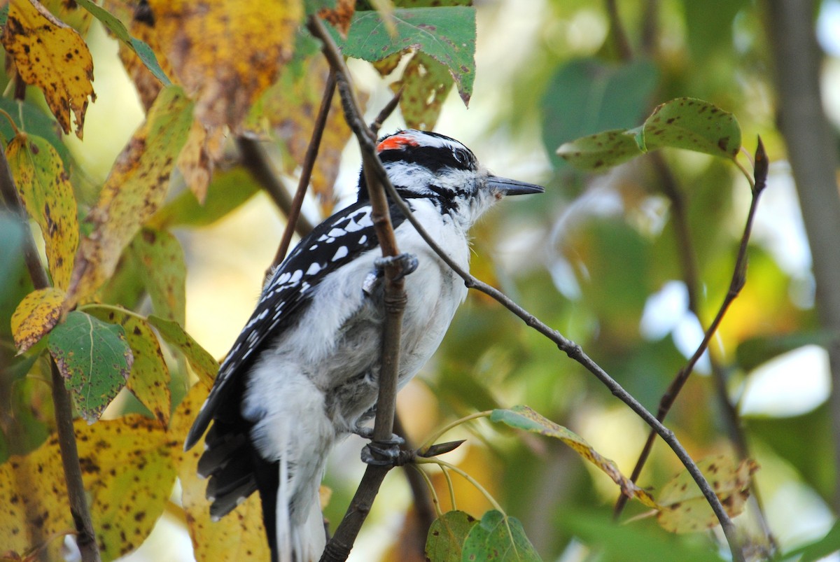 Hairy Woodpecker - ML646026372