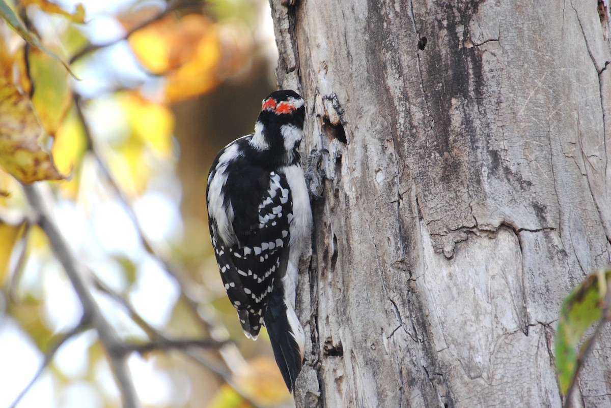 Hairy Woodpecker - ML646026373