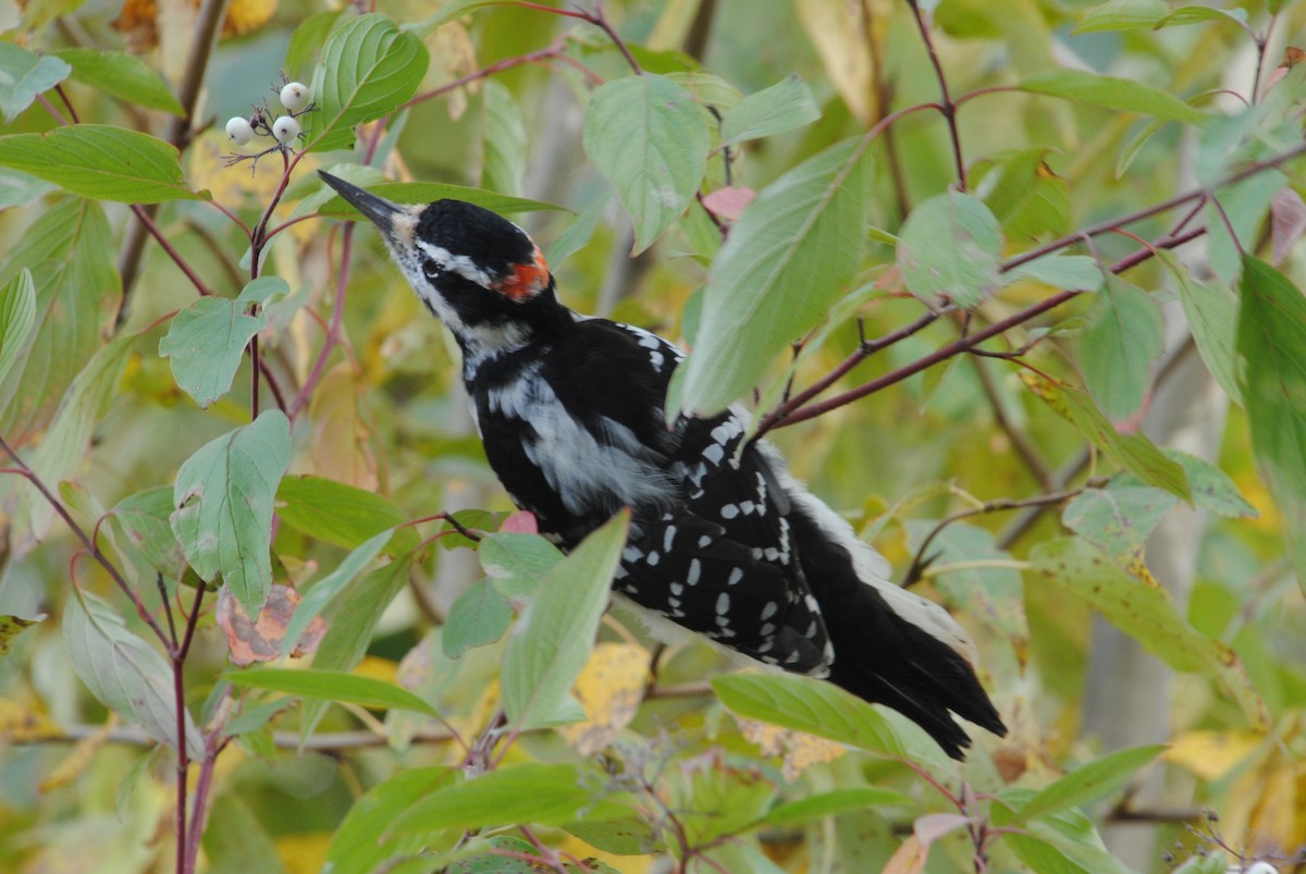 Hairy Woodpecker - ML646026374