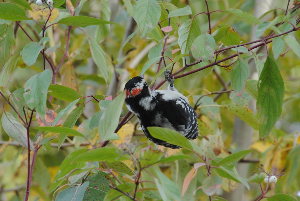 Hairy Woodpecker - ML646026375