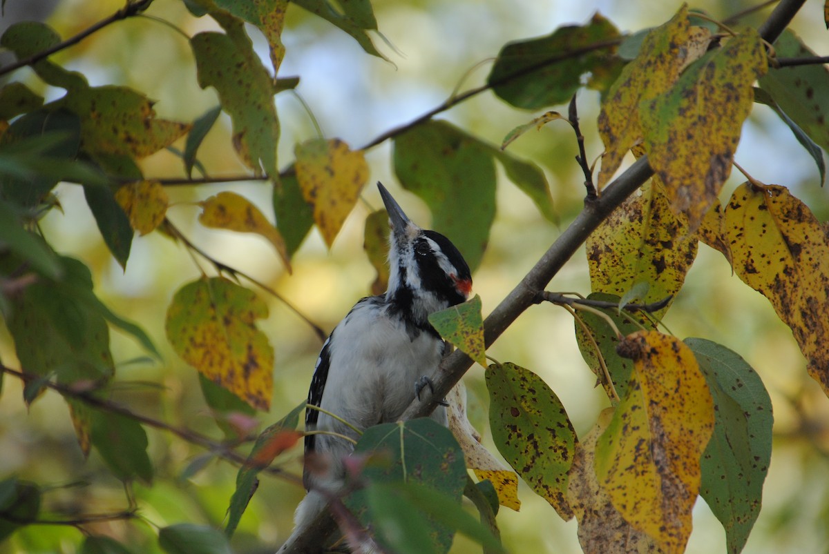 Hairy Woodpecker - ML646026376