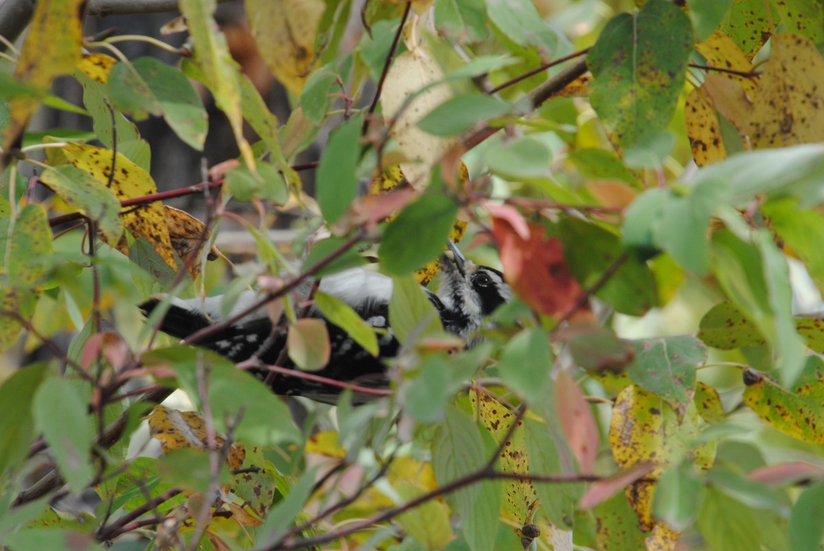 Hairy Woodpecker - ML646026377