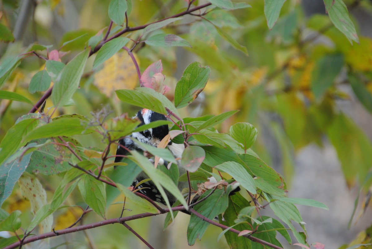 Hairy Woodpecker - ML646026378