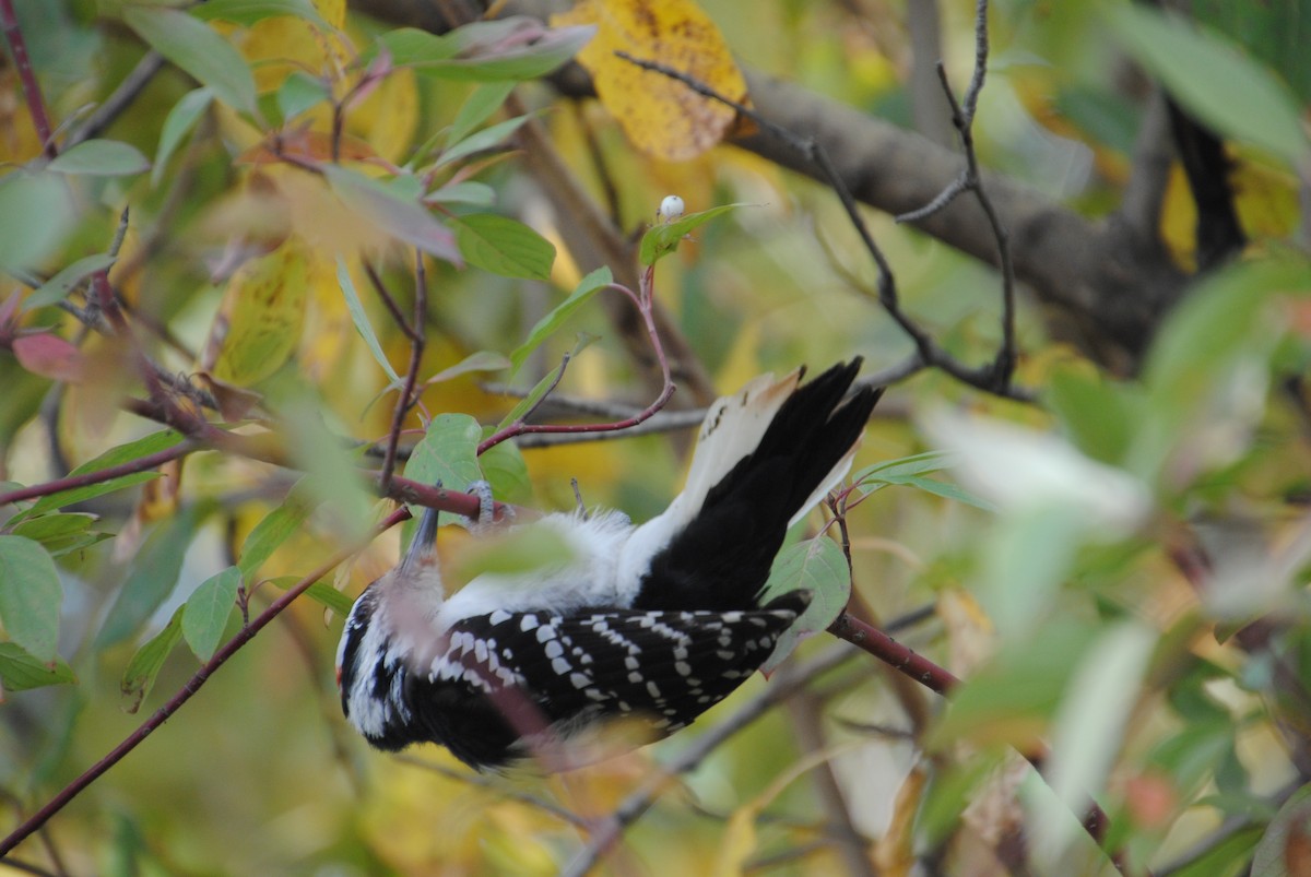 Hairy Woodpecker - ML646026379