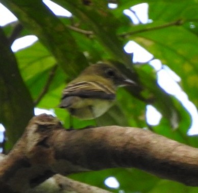 Acadian Flycatcher - ML646026380