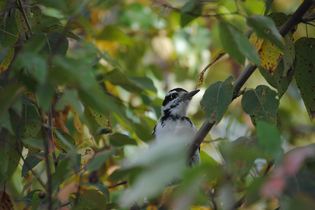 Hairy Woodpecker - ML646026381