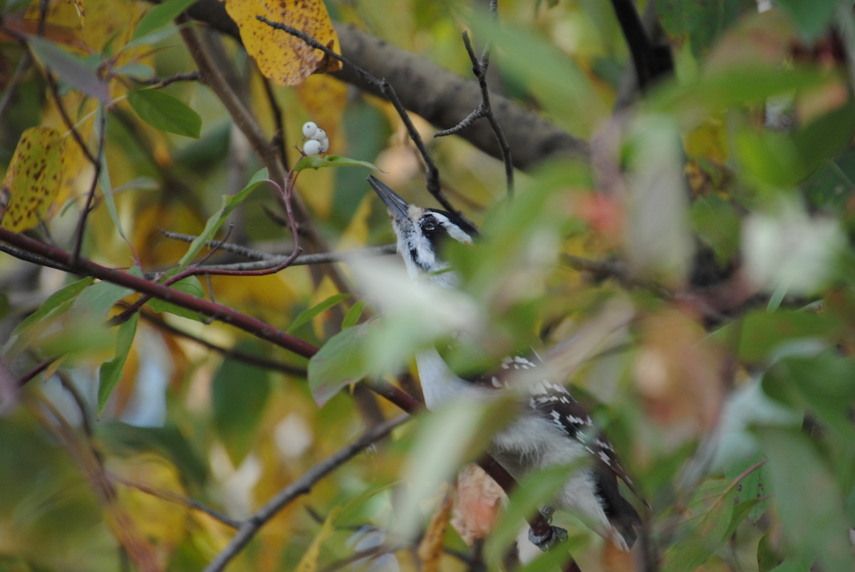 Hairy Woodpecker - ML646026382
