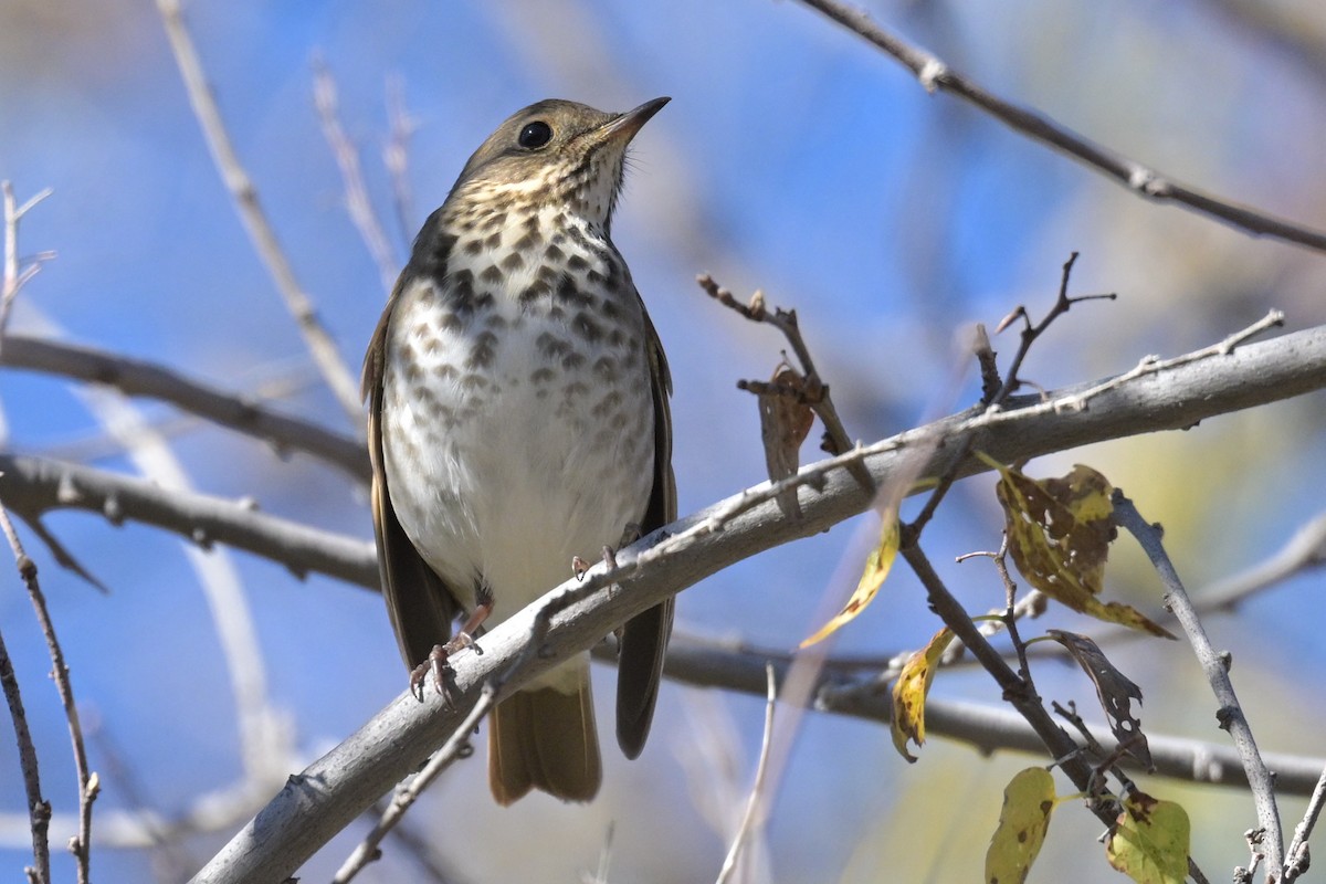 drozd rezavoocasý - ML646026383