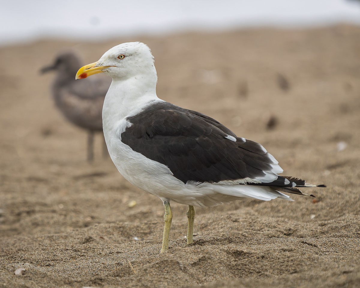 Kelp Gull - ML646026384