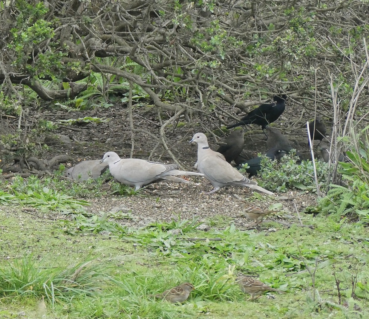 灰斑鳩 - ML646026385