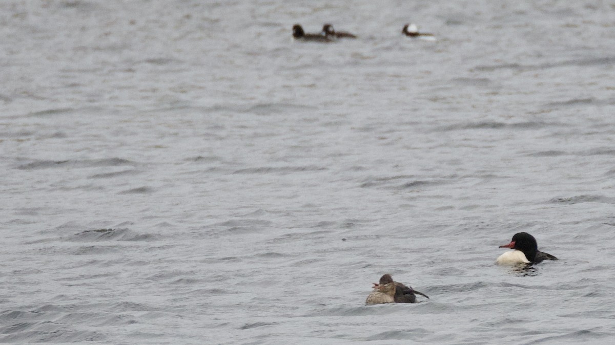 Common Merganser - ML646026386